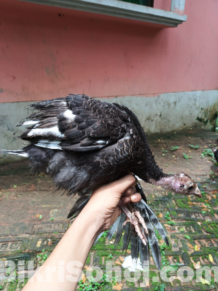টার্কি মুরগীর বাচ্চা